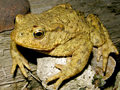 Common Toad